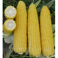 Кукурудза Добриня F1 